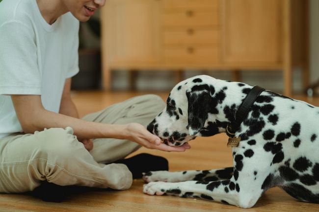 hond laten snuffelen